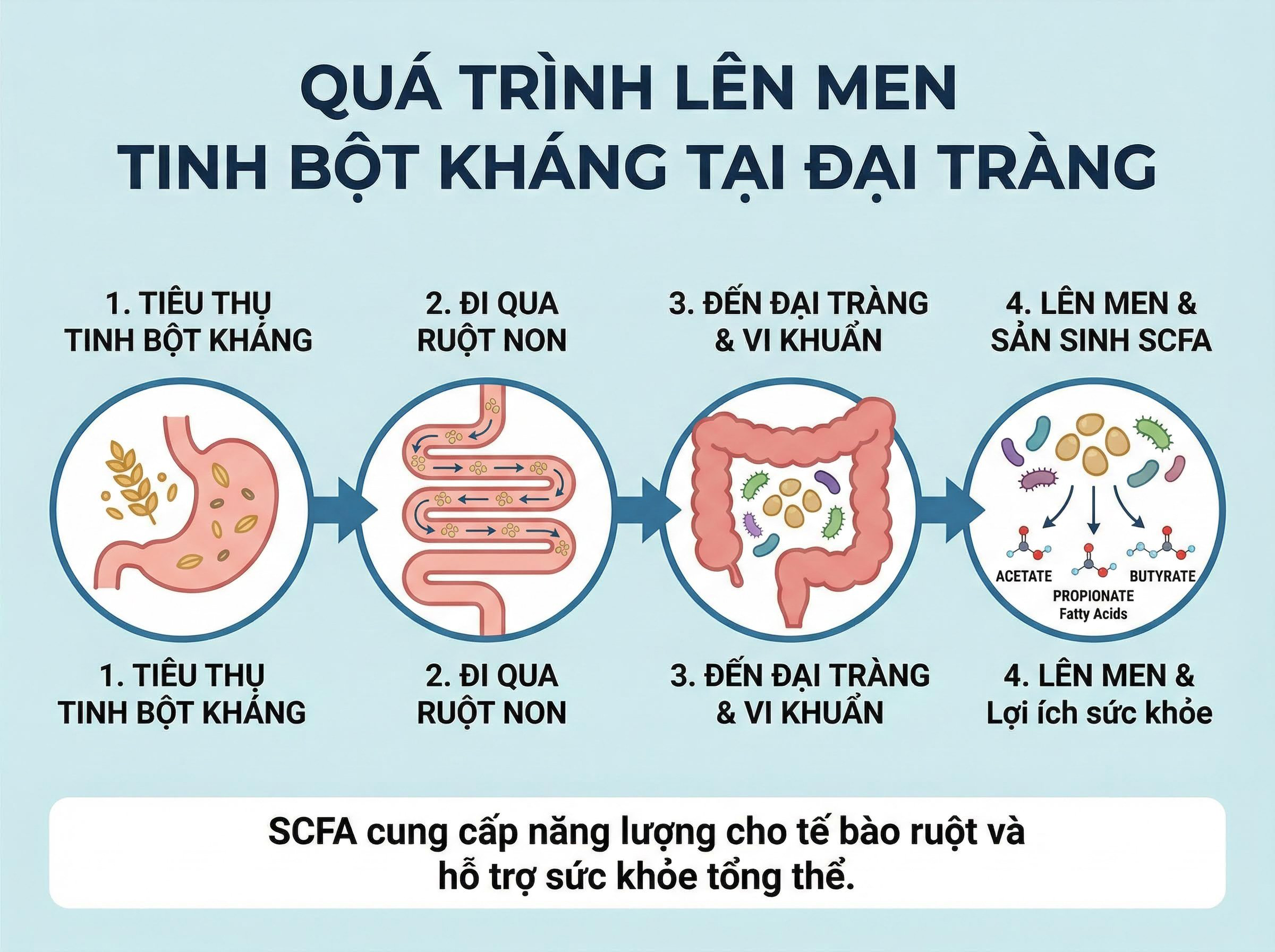 Hệ vi sinh đường ruột